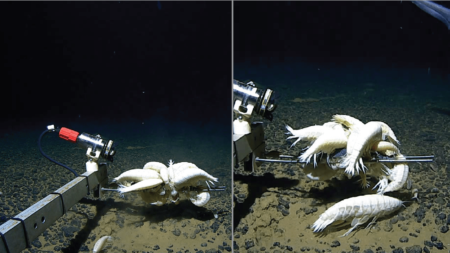 Deep-sea creatures Alicella Gigantea widespread on ocean floor