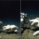 Deep-sea creatures Alicella Gigantea widespread on ocean floor