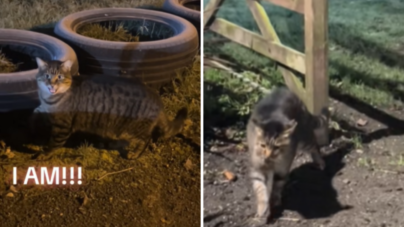 ‘Stray’ Cat Shows Up in Woman’s Garden—Then Comes Jaw-Dropping Realization