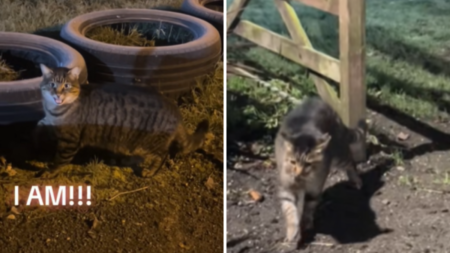 ‘Stray’ Cat Shows Up in Woman’s Garden—Then Comes Jaw-Dropping Realization
