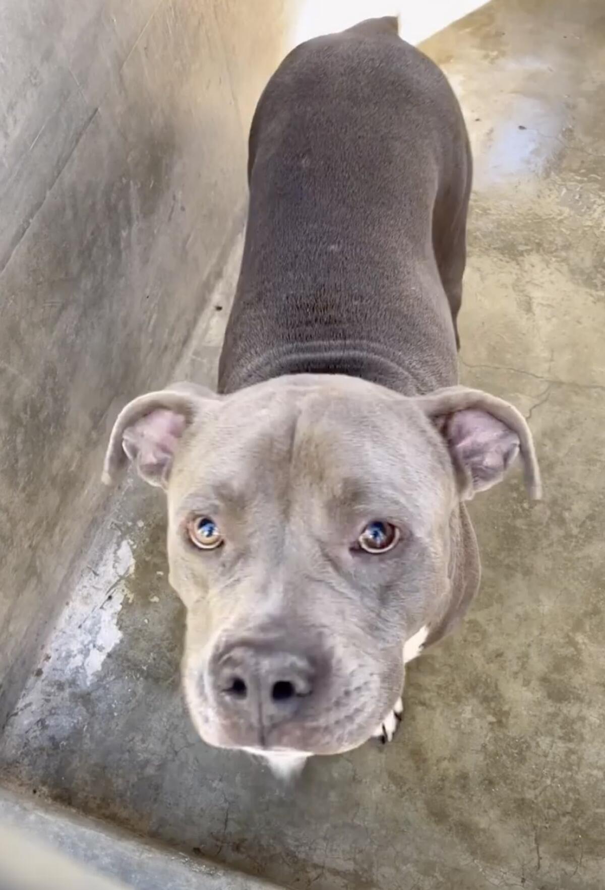 The shelter said the pit bull was sweet. He mauled his new owner