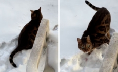 Cat owner narrowly avoids $1k vet visit, can’t believe what’s wrong