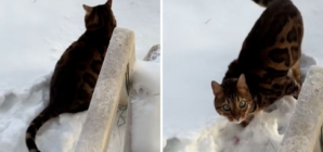 Cat owner narrowly avoids $1k vet visit, can’t believe what’s wrong