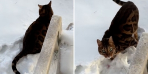 Cat owner narrowly avoids $1k vet visit, can’t believe what’s wrong