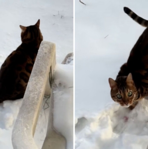 Cat owner narrowly avoids $1k vet visit, can’t believe what’s wrong