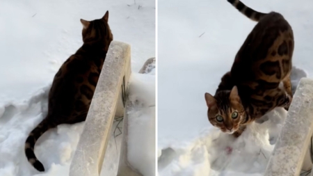 Cat owner narrowly avoids $1k vet visit, can’t believe what’s wrong