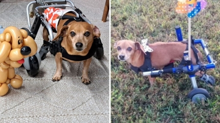 Unstoppable Chiweenie in Wheelchair Wins Pet of the Week