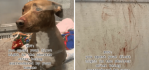Hearts Break As Dog’s First Night in Shelter Leaves Her Covered in Blood – Newsweek