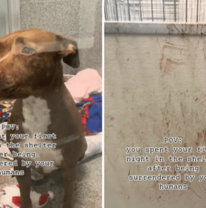 Hearts Break As Dog’s First Night in Shelter Leaves Her Covered in Blood – Newsweek