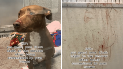 Hearts Break As Dog’s First Night in Shelter Leaves Her Covered in Blood – Newsweek