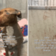 Hearts Break As Dog’s First Night in Shelter Leaves Her Covered in Blood – Newsweek