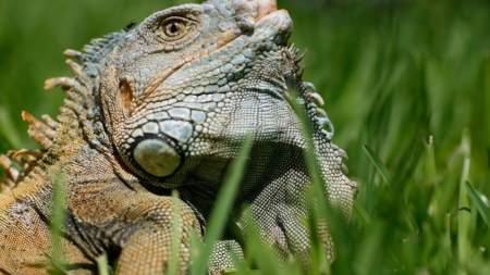 Florida Officials Issue Falling Iguana Warning Amid Plummeting Temperatures