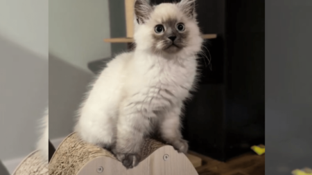 Woman Brings Home ‘Tiny,’ 1.5lb Kitten—Unprepared for What She Ends Up With