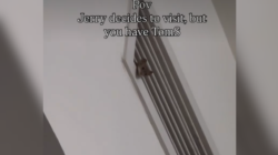 Mouse Pays Visit to Woman’s House, Hysterics at What’s Waiting for It