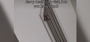 Mouse Pays Visit to Woman’s House, Hysterics at What’s Waiting for It