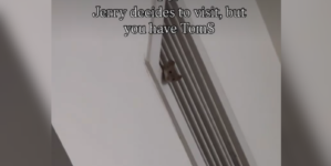 Mouse Pays Visit to Woman’s House, Hysterics at What’s Waiting for It