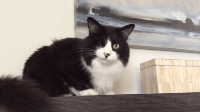 One-Eyed Cat Found by Dumpster Wins Pet of the Week