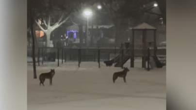 Woman Steps Outside With Bernese Mountain Dog Mix, Then the Coyotes Appear