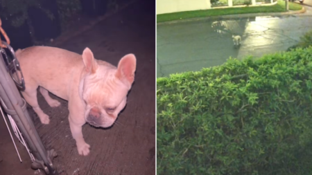 Woman Finds Dog Abandoned Outside Home, Fury at What Security Cam Reveals