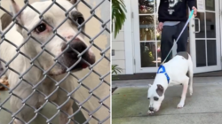 Stray Dog Found in Florida—Microchip Finally Solves Years-Long Mystery