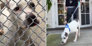 Stray Dog Found in Florida—Microchip Finally Solves Years-Long Mystery