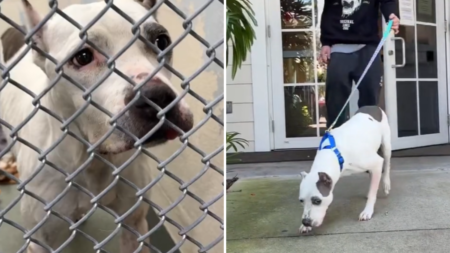 Stray Dog Found in Florida—Microchip Finally Solves Years-Long Mystery