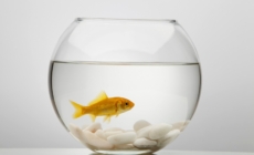 College Student Gets Knock on Door—Not Ready for ‘New Friend’ She Sees