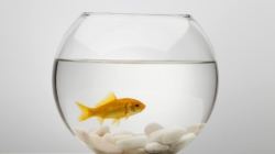 College Student Gets Knock on Door—Not Ready for ‘New Friend’ She Sees