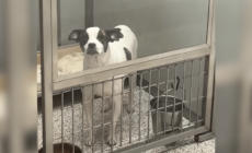 Dog Returned To Shelter 6 Months After Adoption–Her Reaction Is Devastating
