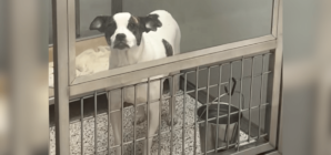 Dog Returned To Shelter 6 Months After Adoption–Her Reaction Is Devastating