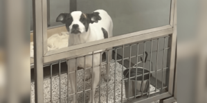 Dog Returned To Shelter 6 Months After Adoption–Her Reaction Is Devastating