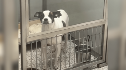 Dog Returned To Shelter 6 Months After Adoption–Her Reaction Is Devastating