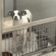 Dog Returned To Shelter 6 Months After Adoption–Her Reaction Is Devastating