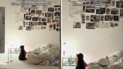 Hearts Melt at What Owner Catches New Kitten Staring At: ‘Taking It All In’