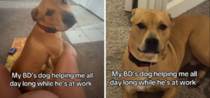 Dog’s Devotion to Pregnant Owner Melts Hearts: ‘Helping Me All Day Long’