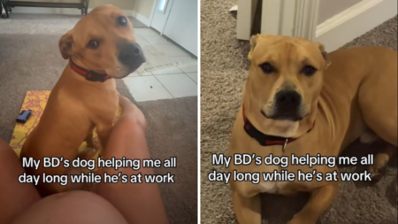 Dog’s Devotion to Pregnant Owner Melts Hearts: ‘Helping Me All Day Long’