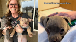 Tiny Foster Puppy With One Eye Grows Up, Tears Over Why It Means So Much
