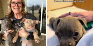 Tiny Foster Puppy With One Eye Grows Up, Tears Over Why It Means So Much