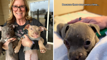 Tiny Foster Puppy With One Eye Grows Up, Tears Over Why It Means So Much