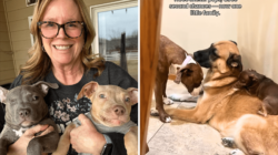Hearts Melt at What ‘Second Chance’ for 3 Shelter Puppies Looks Like Now