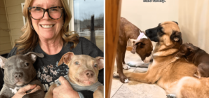 Hearts Melt at What ‘Second Chance’ for 3 Shelter Puppies Looks Like Now