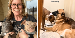 Hearts Melt at What ‘Second Chance’ for 3 Shelter Puppies Looks Like Now