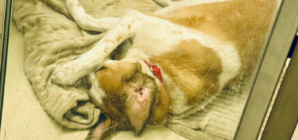 Hearts Break at What Dog Who Lost His Home Does When Shelter Lights Go Out