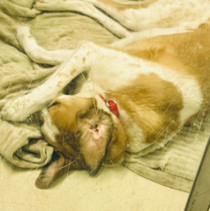 Hearts Break at What Dog Who Lost His Home Does When Shelter Lights Go Out