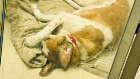 Hearts Break at What Dog Who Lost His Home Does When Shelter Lights Go Out