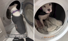 ‘Safe Spot’ Where Scared Dog Hides During Thunderstorms Melts Hearts