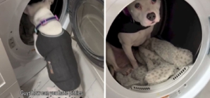 ‘Safe Spot’ Where Scared Dog Hides During Thunderstorms Melts Hearts