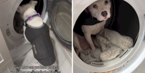 ‘Safe Spot’ Where Scared Dog Hides During Thunderstorms Melts Hearts