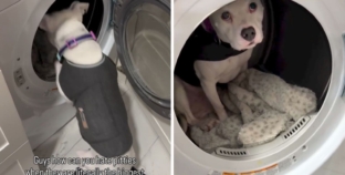 ‘Safe Spot’ Where Scared Dog Hides During Thunderstorms Melts Hearts