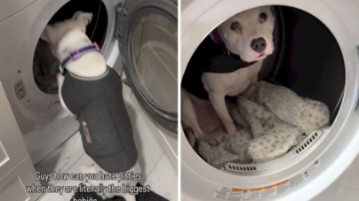 ‘Safe Spot’ Where Scared Dog Hides During Thunderstorms Melts Hearts